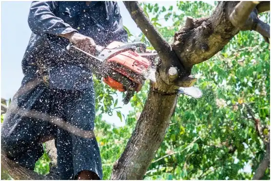 tree services East Greenville